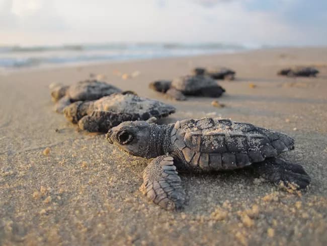 Kemp's ridley sea turtle hatchling crawling to the Gulf, South Padre Island
