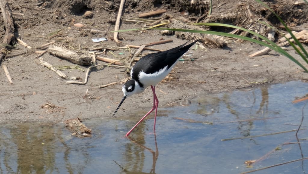 Bird on the Laguna Madre Nature Trail boardwalk, South Padre Island