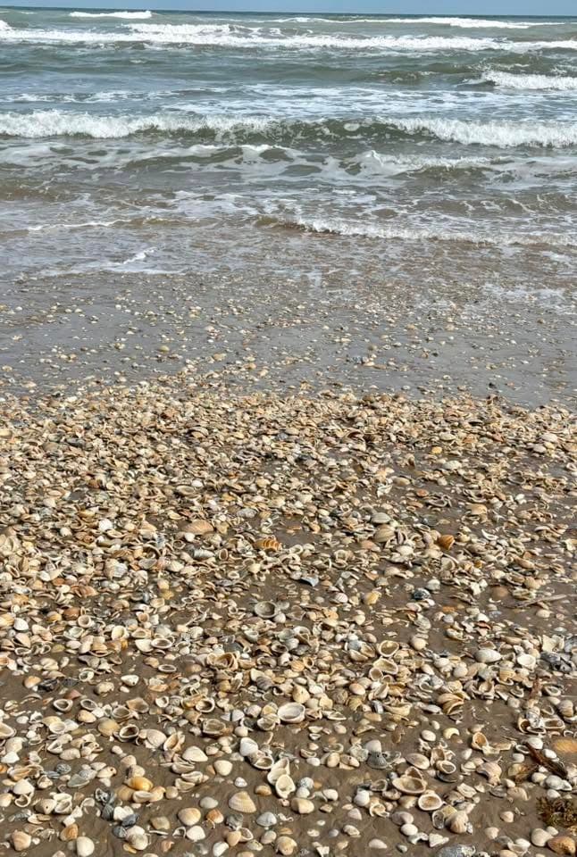 Seashells collected on the beach at South Padre Island