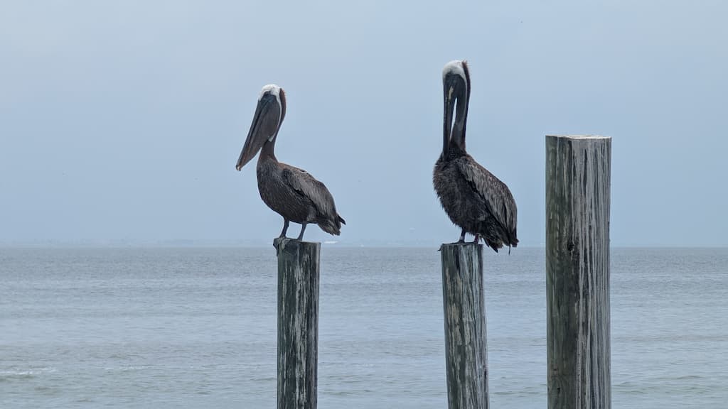 Brown pelicans on the public fishing pier, South Padre Island