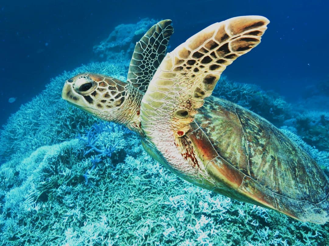 Snorkeling with a green sea turtle at the South Padre Island jetties